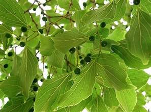 Celtis tetrandra